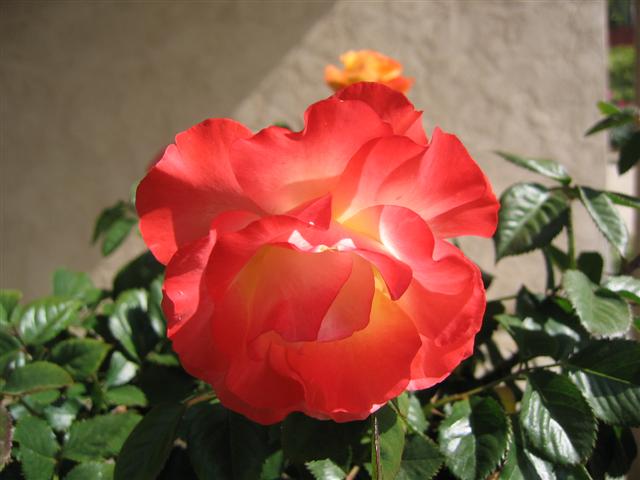 Rosa hybrid 'Chihuly'